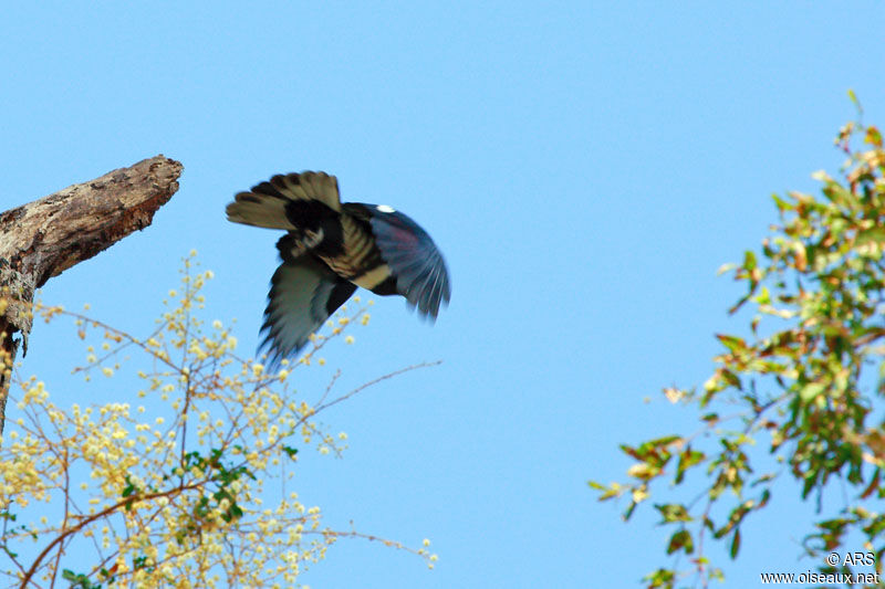 Black Baza, Flight