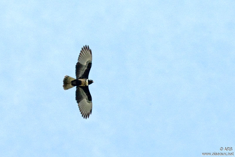 Black Baza, Flight