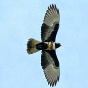 Black Baza