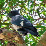 Black Baza