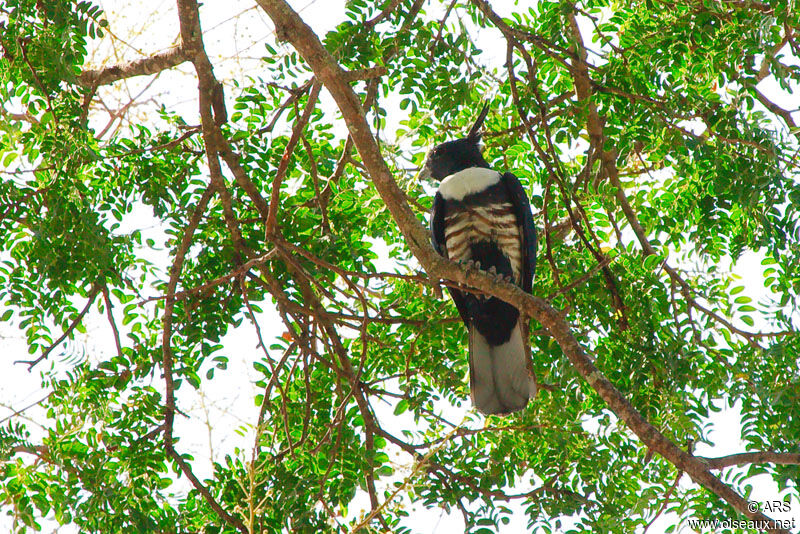 Baza huppard, identification