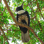 Black Baza