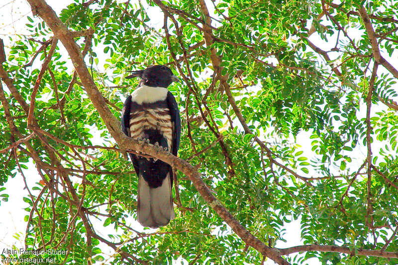 Black Baza, identification