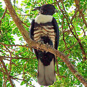 Black Baza