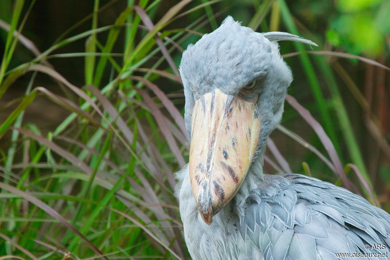 Shoebill, identification