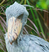 Shoebill