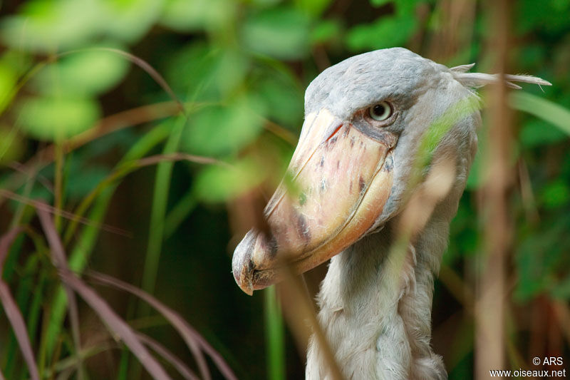 Shoebill, identification