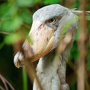 Shoebill