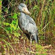 Shoebill