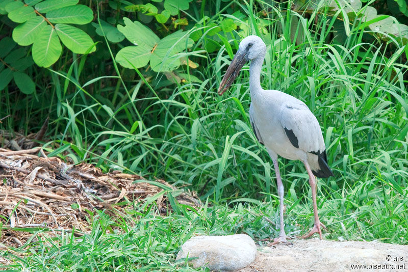 Asian Openbill, identification