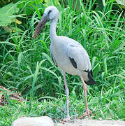 Asian Openbill