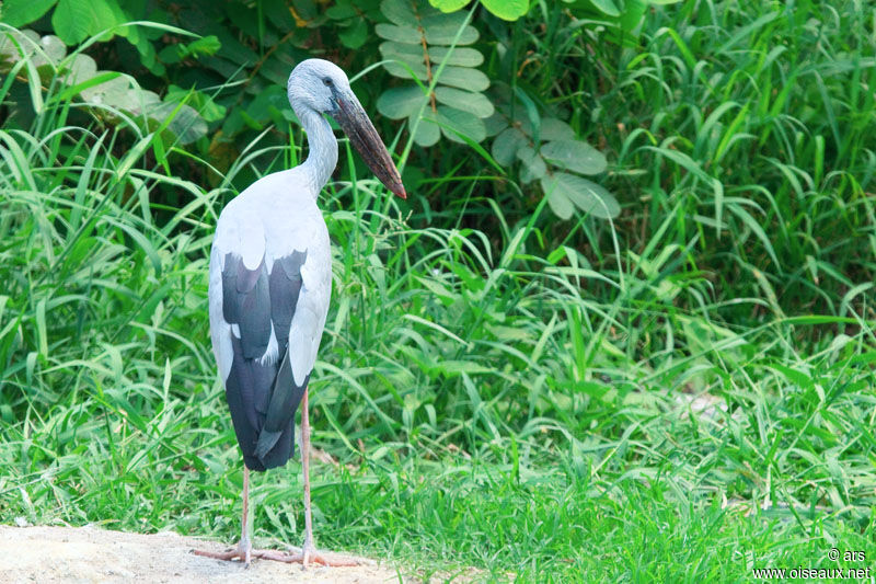 Bec-ouvert indien, identification