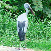 Asian Openbill