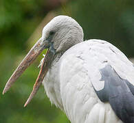 Asian Openbill