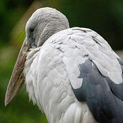 Asian Openbill