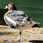 Red-breasted Goose