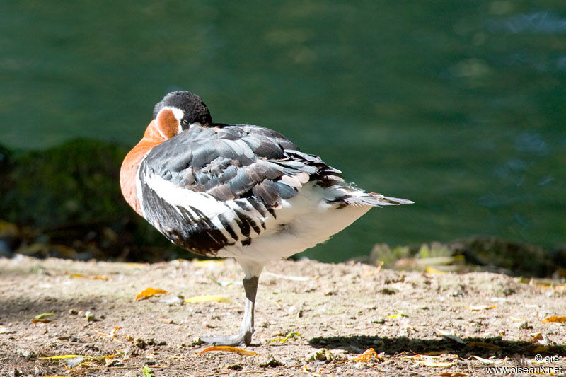 Red-breasted Goose, identification