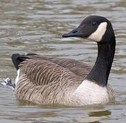 Canada Goose