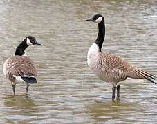 Canada Goose