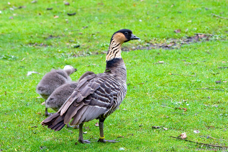 Nene, identification