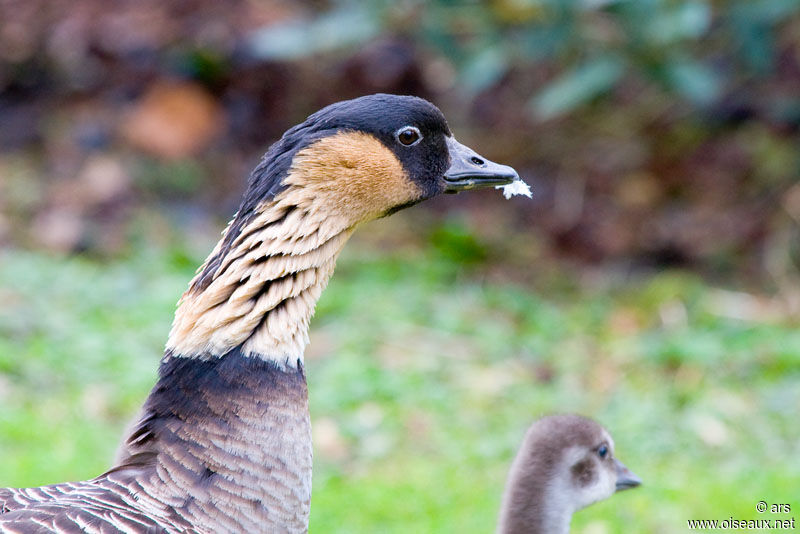 Nene, identification