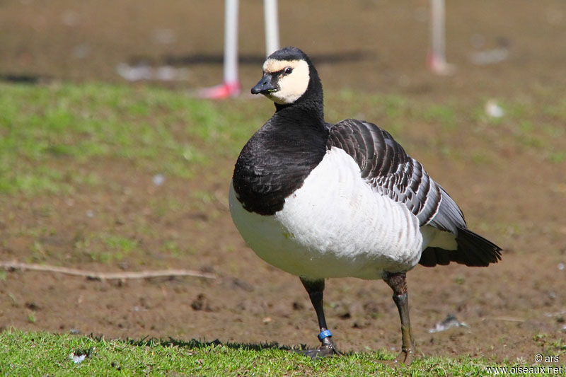 Barnacle Goose, identification