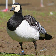 Barnacle Goose