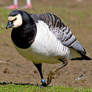 Barnacle Goose