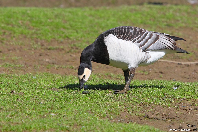 Barnacle Goose, identification