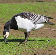 Barnacle Goose