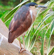 Nankeen Night Heron