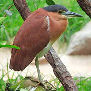 Nankeen Night Heron