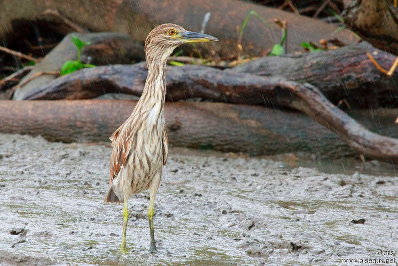 Black-crowned Night Heronjuvenile, identification