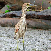 Black-crowned Night Heron