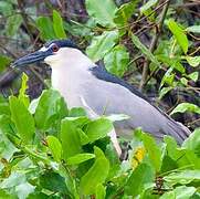 Black-crowned Night Heron