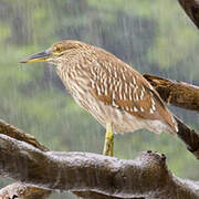 Black-crowned Night Heron