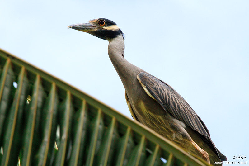 Yellow-crowned Night Heron, identification