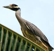 Yellow-crowned Night Heron