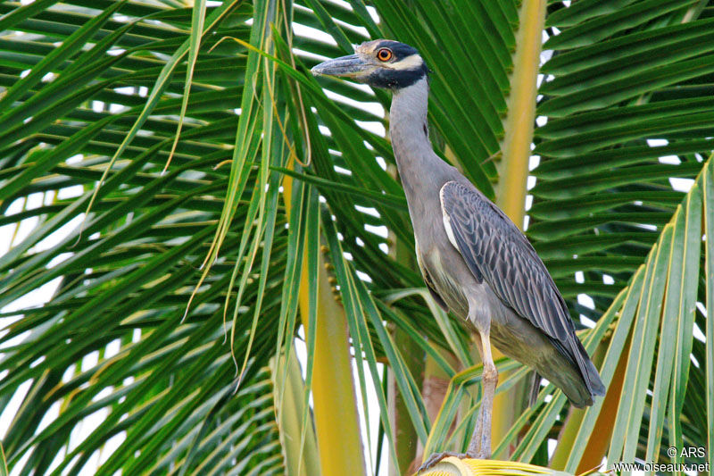 Yellow-crowned Night Heron, identification