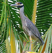 Yellow-crowned Night Heron