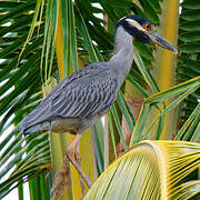 Yellow-crowned Night Heron