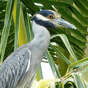 Yellow-crowned Night Heron