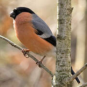 Eurasian Bullfinch