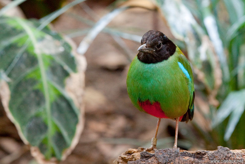 Hooded Pitta, identification