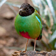 Western Hooded Pitta