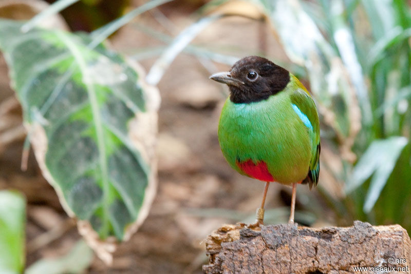 Hooded Pitta, identification