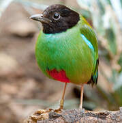 Western Hooded Pitta