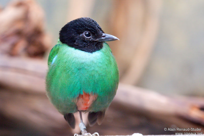 Hooded Pitta male, identification