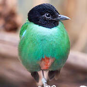 Western Hooded Pitta