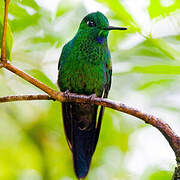 Green-crowned Brilliant